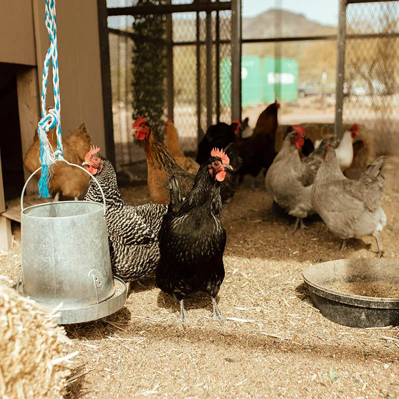 chickens