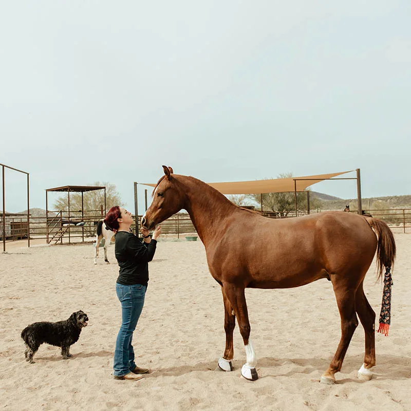 equine-therapy-in-cave-creek