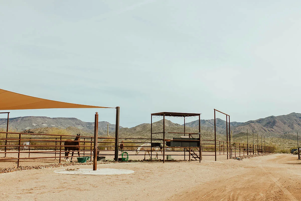 horses-in-arena