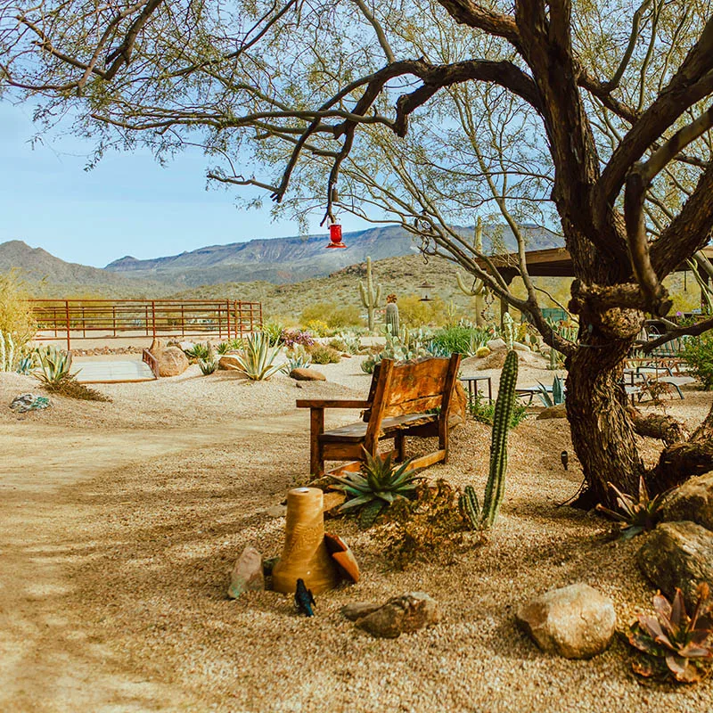 how-heartprints-equine-began